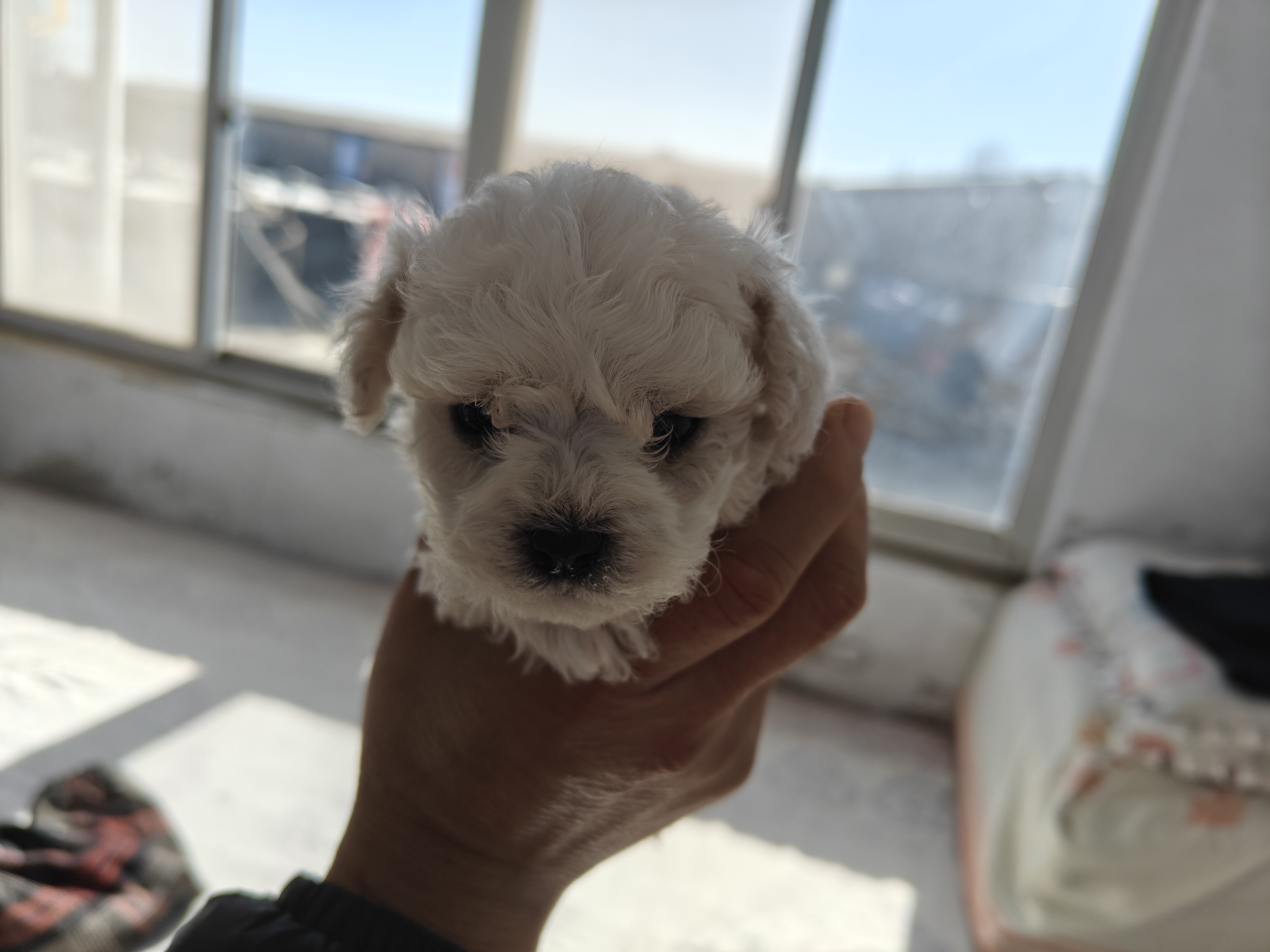 比熊